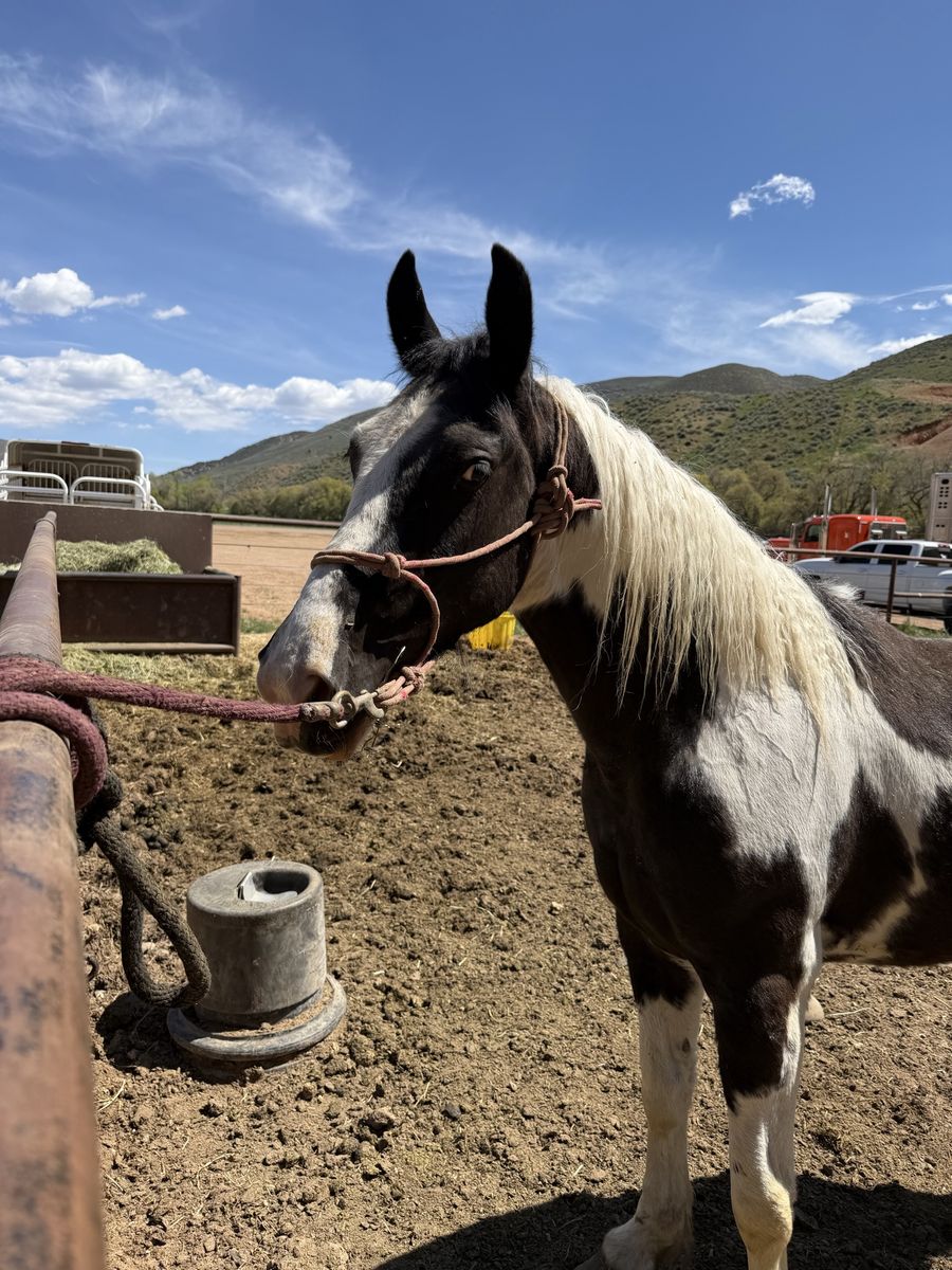 Project horse