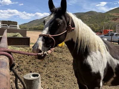 Project horse