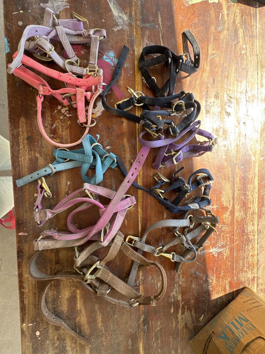 Horse Halters