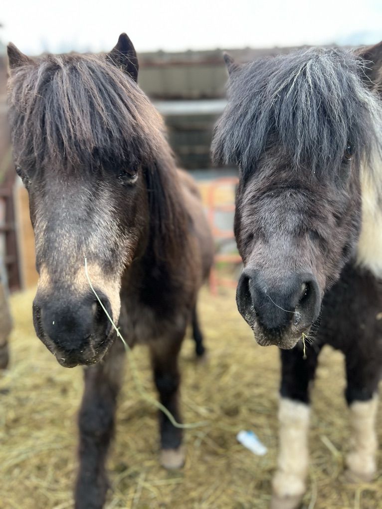 Two Shetland Ponies For Sale