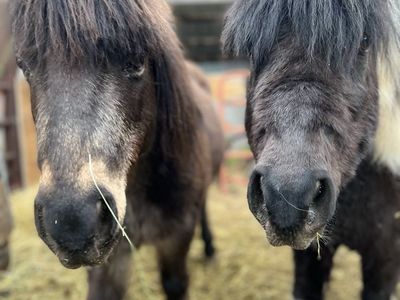 Two Shetland Ponies For Sale