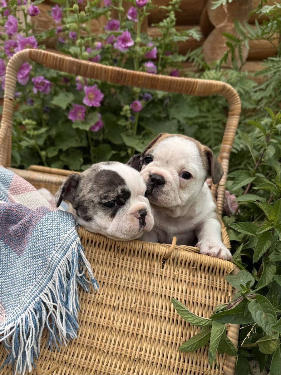 French Bulldog Puppies!