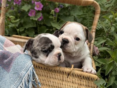 French Bulldog Puppies!