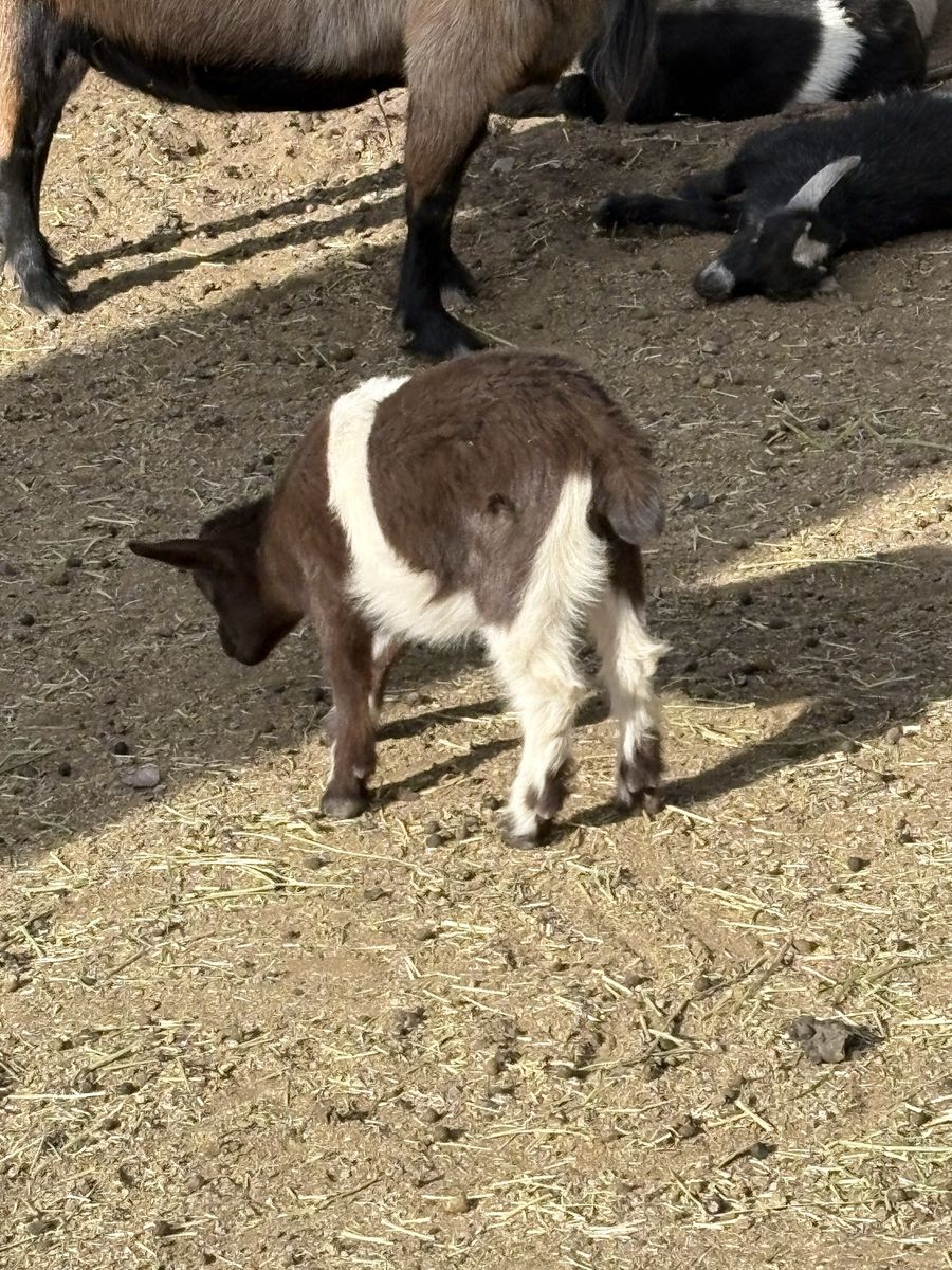 Pygmy Doeling