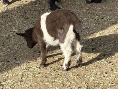 Pygmy Doeling