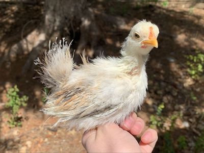 Bantam Silkied Serama Chick