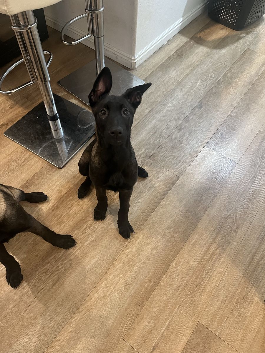 Belgian Malinois