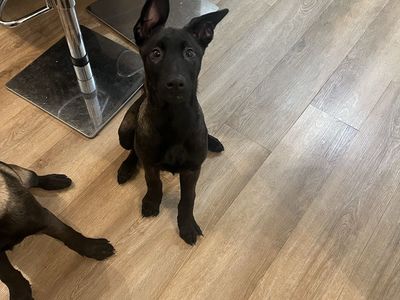 Belgian Malinois