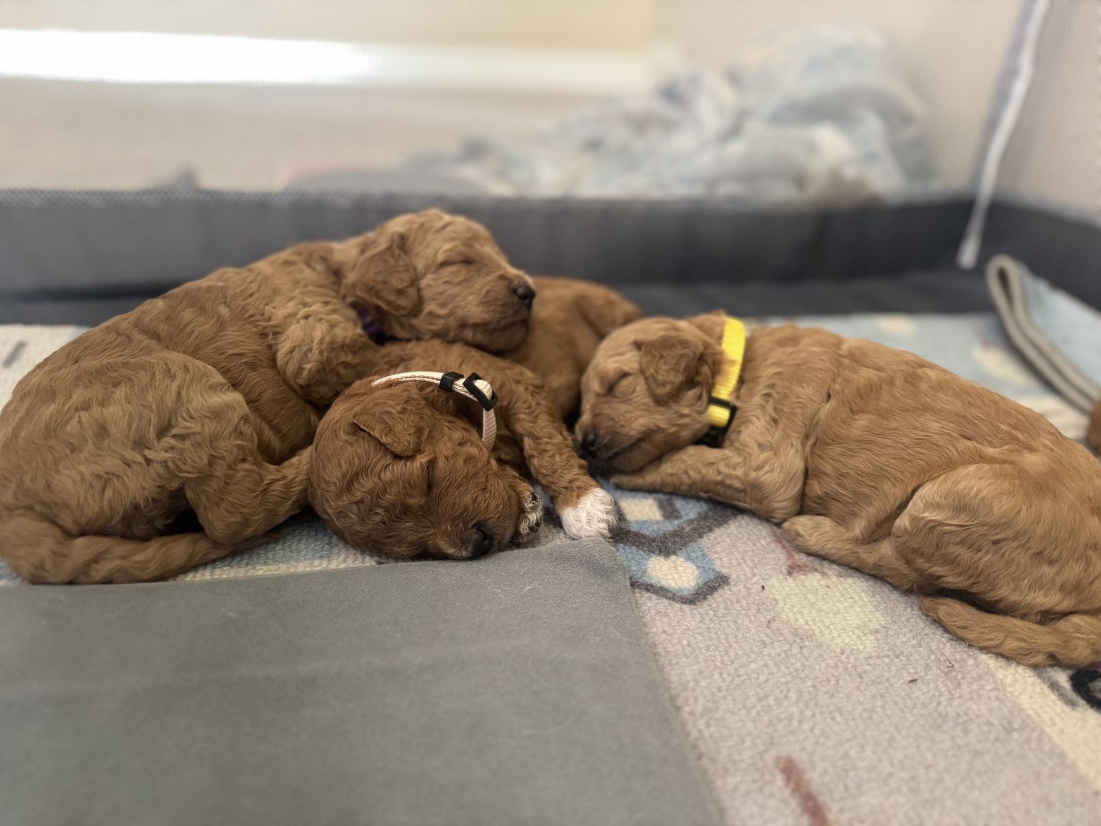Mini Goldendoodle puppies