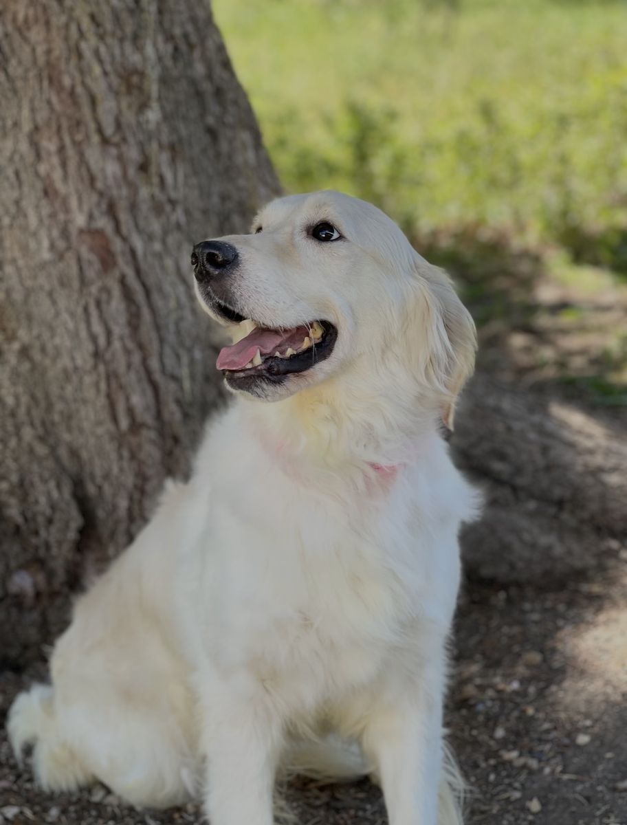Golden Retriever Dogs - Juneau (English Cream, 2 Yrs) & Echo (Dark Golden, 5 Yrs)beauties 