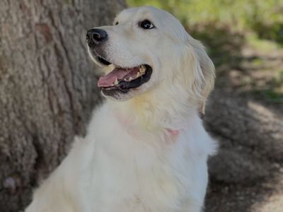 Golden Retriever Dogs - Juneau (English Cream, 2 Yrs) & Echo (Dark Golden, 5 Yrs)beauties