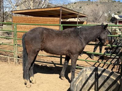 2 Year Old Walking Horse