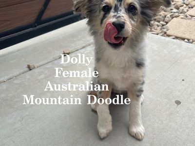 Australian Mountain Doodles available