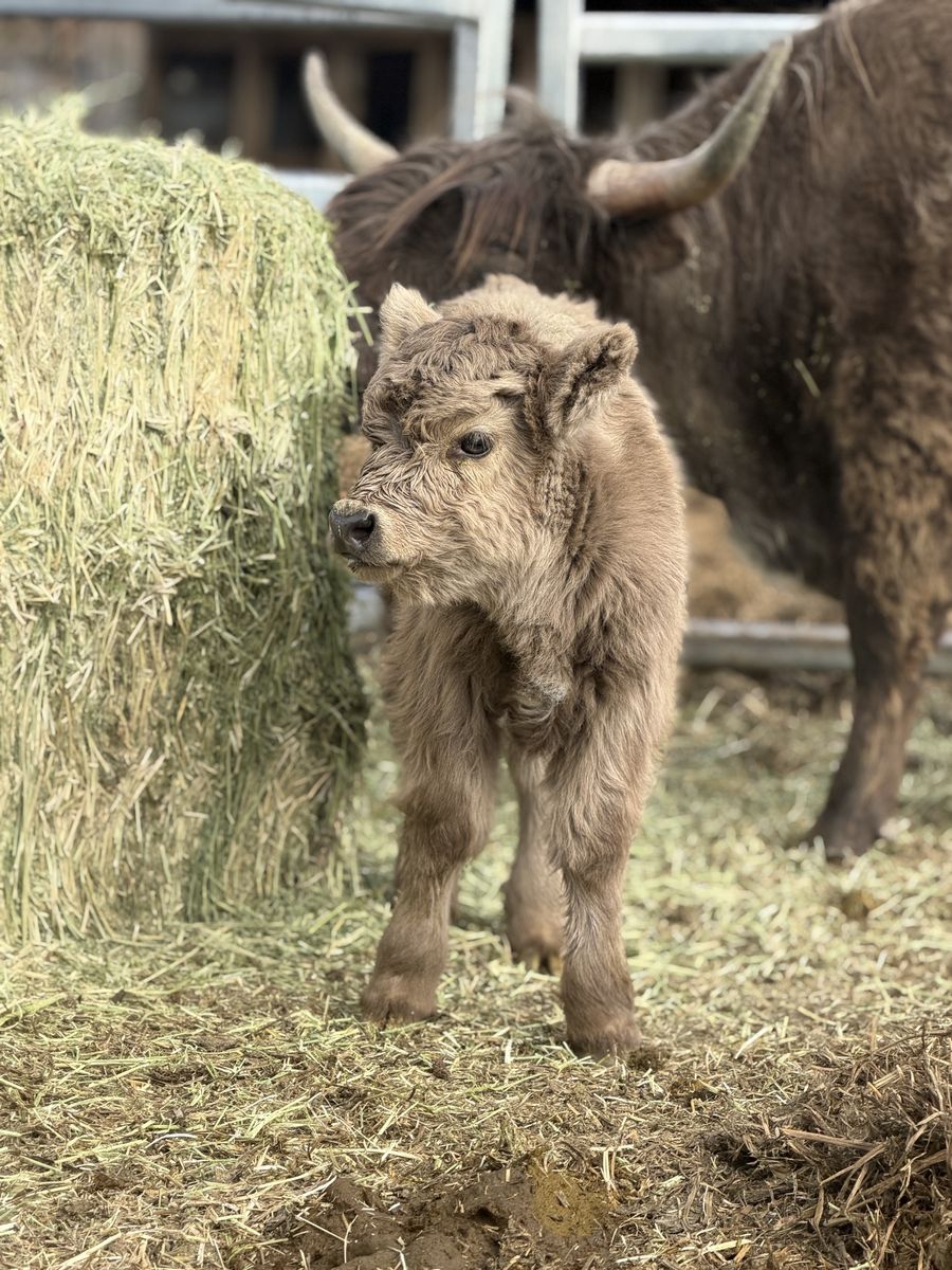 1 Month Mini Highland Bull Calf