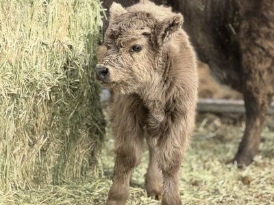 1 Month Mini Highland Bull Calf