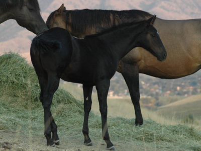 2025 AQHA Weanling Colts