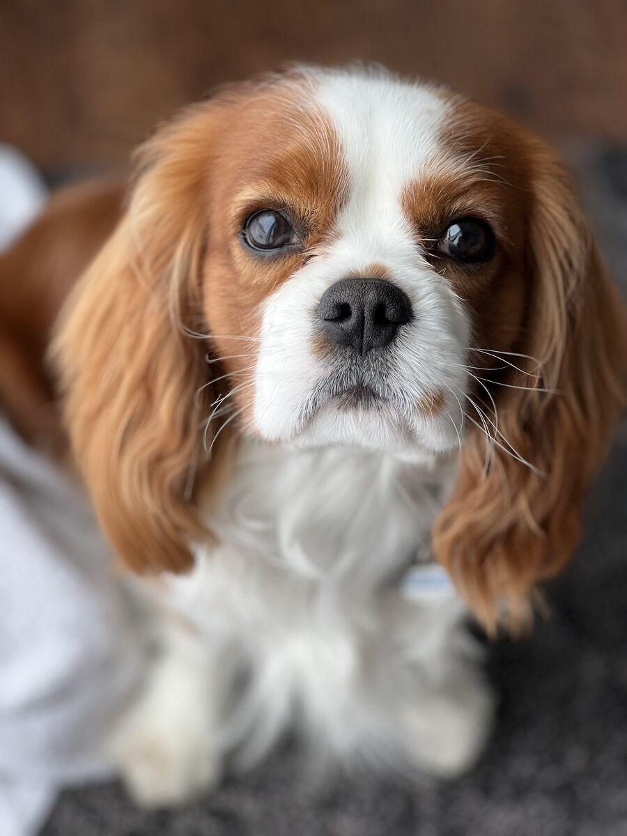 AKC King Charles Cavalier stud