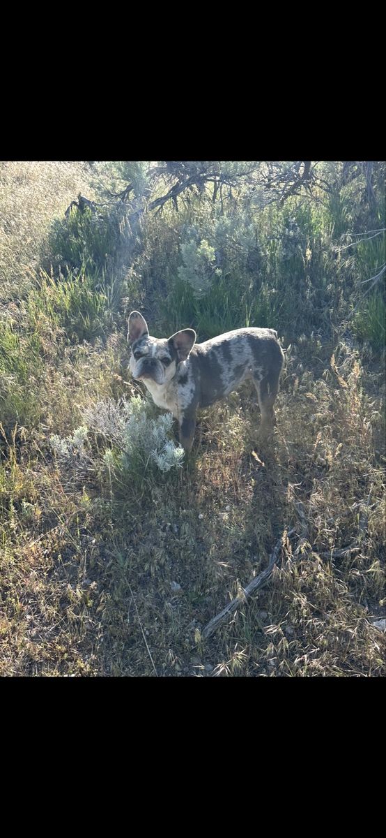 The Sweetest French Bulldog