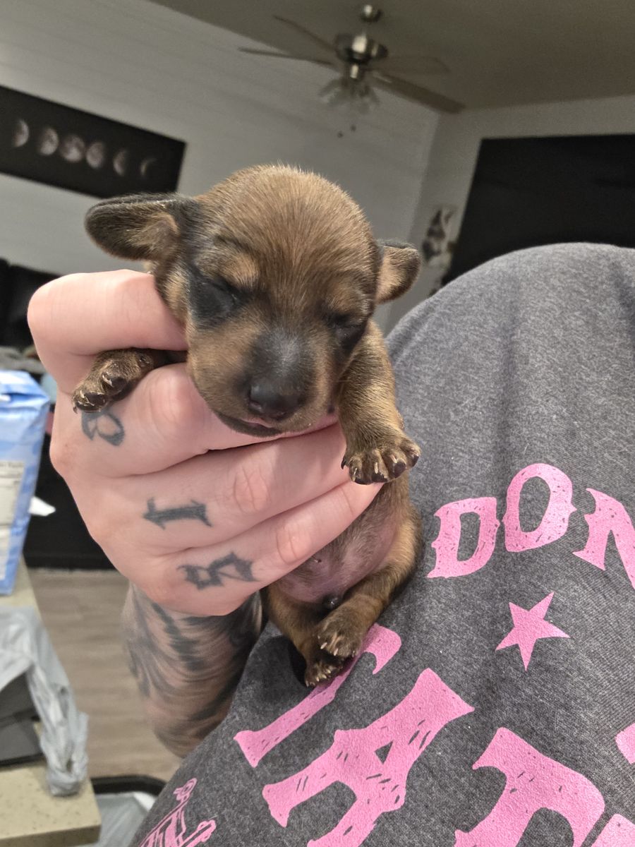 BOY MINI DACHSHUND
