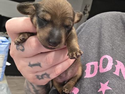 BOY MINI DACHSHUND