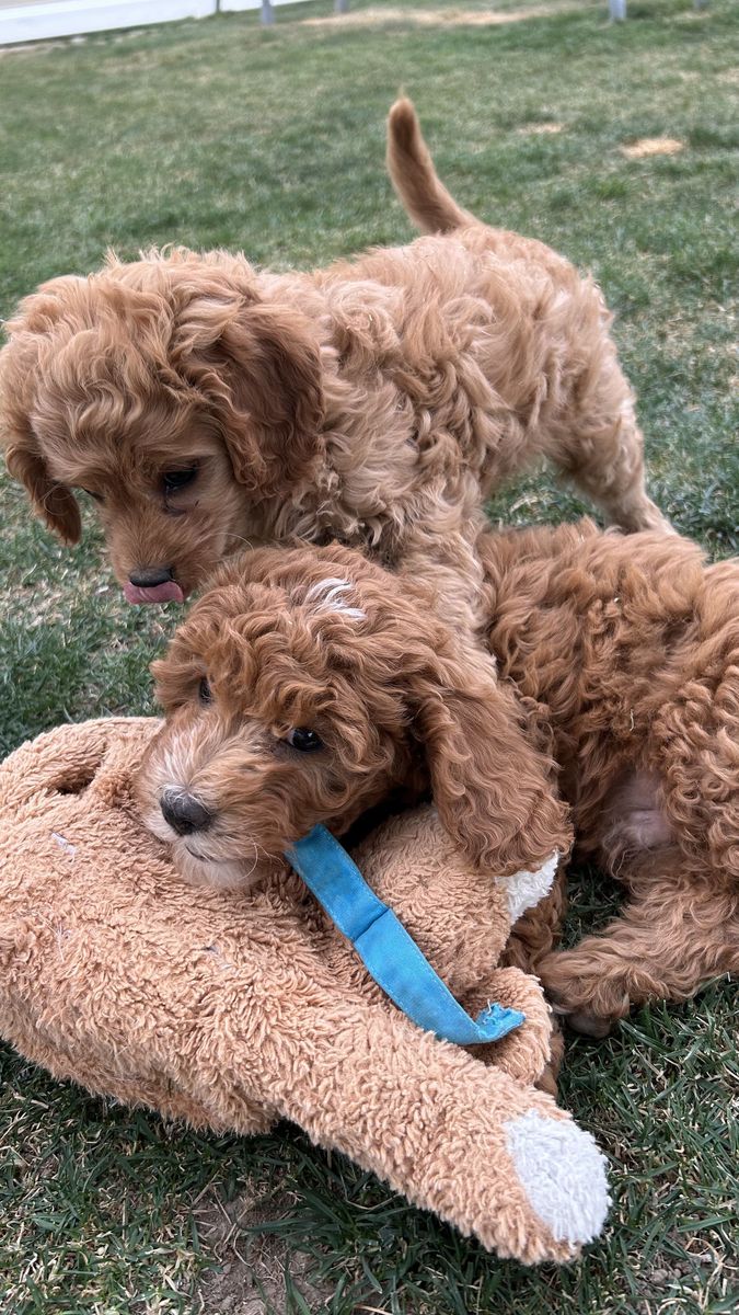 2 Male Adorable Cavapoo Puppies – Raised with Love – Reserve Your Puppy Today