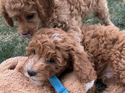 2 Male Adorable Cavapoo Puppies – Raised with Love – Reserve Your Puppy Today