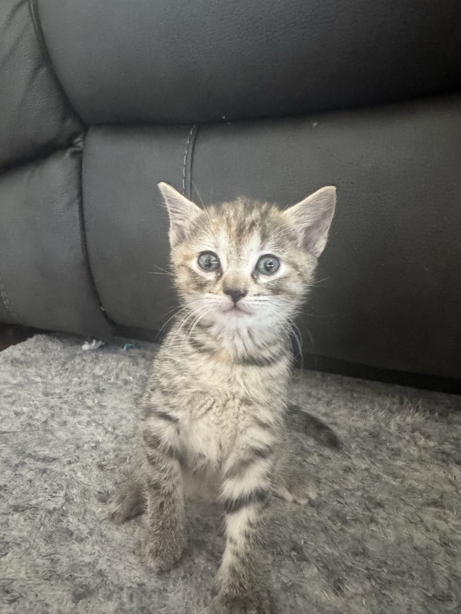 Adorable Kittens Looking for Forever Homes - Multiple Colors Available