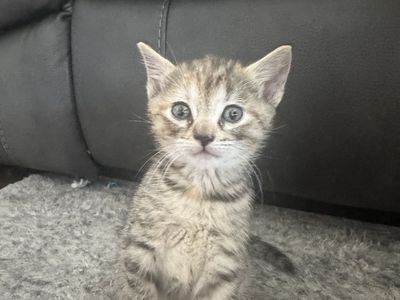 Adorable Kittens Looking for Forever Homes - Multiple Colors Available