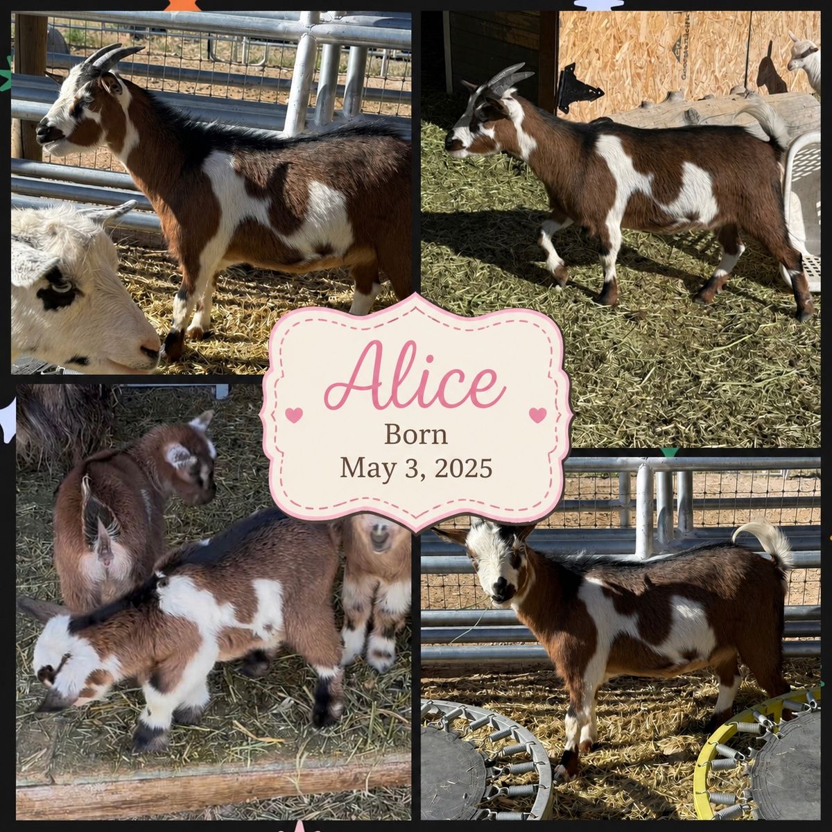 Two 1 year old Nigerian Dwarf Does