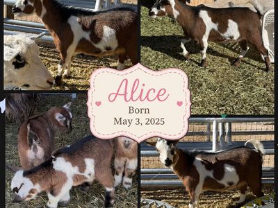 Two 1 year old Nigerian Dwarf Does