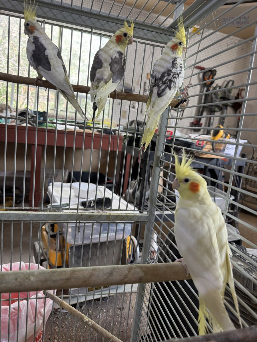 4 Cockatiels (Multiple Colors)