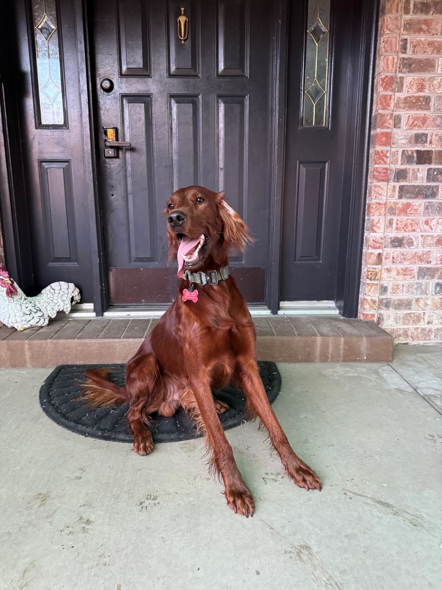 AKC Irish Setter Stud Services