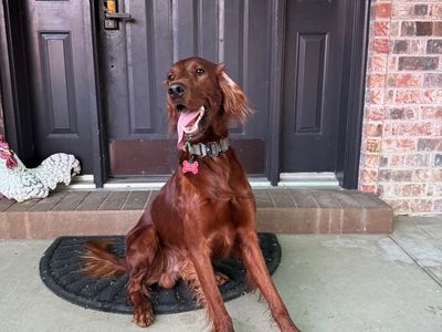 AKC Irish Setter Stud Services