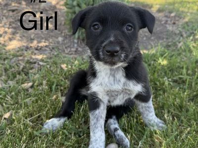 Bearded Collie / Idaho Shag Puppies