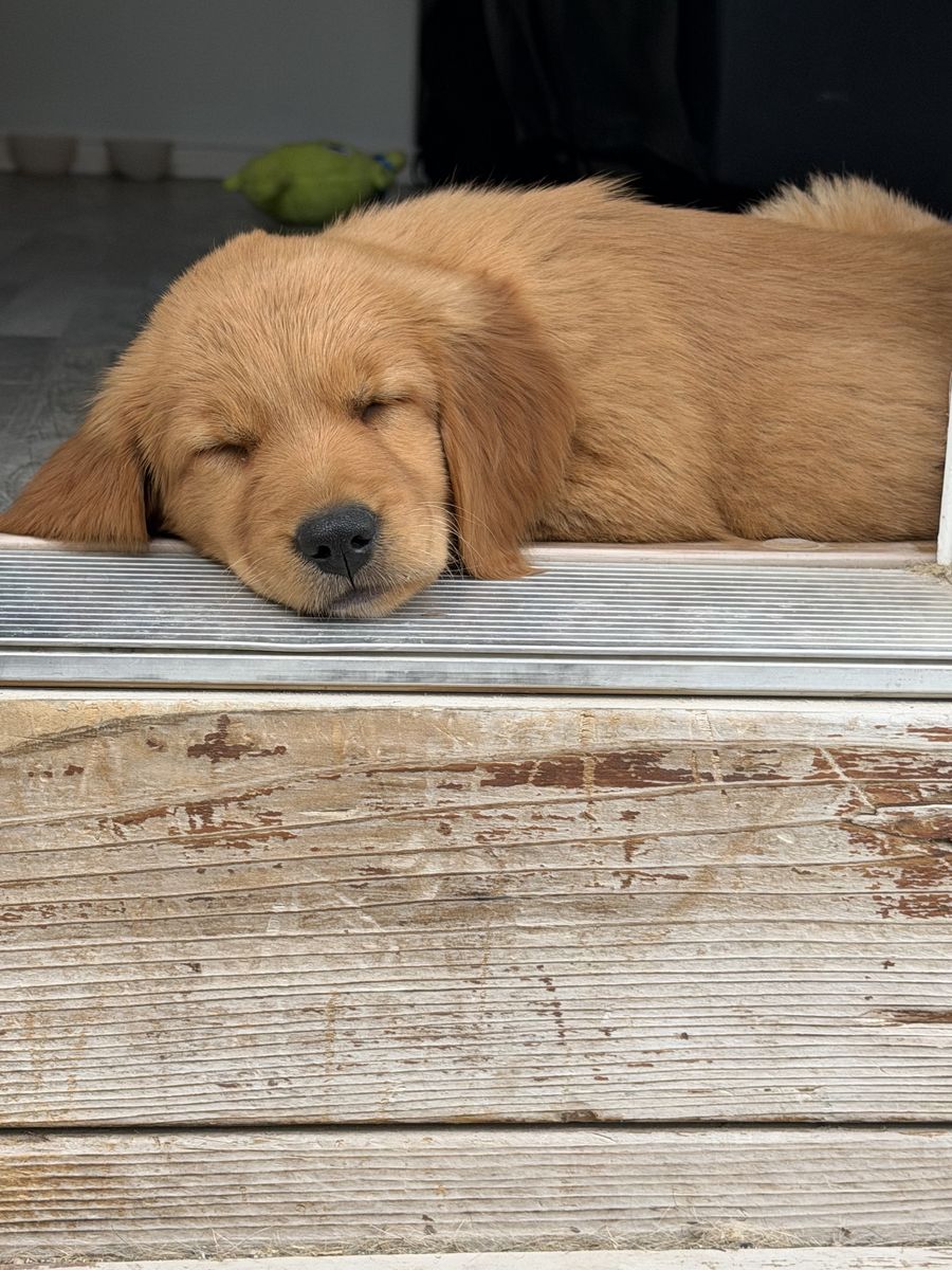Pure Bred Golden Retriever