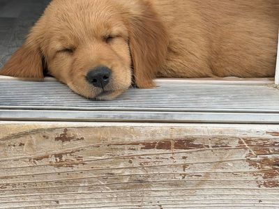 Pure Bred Golden Retriever