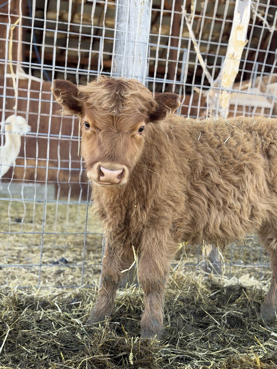 Highland Bull Calfs