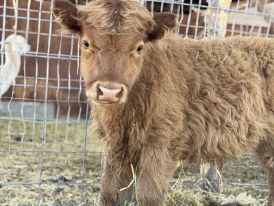 Highland Bull Calfs