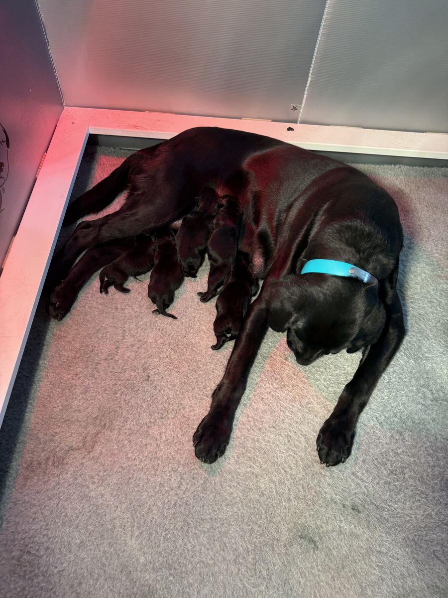 AKC Black Labs