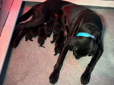 AKC Black Labs