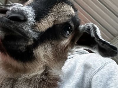Goat Kids for Sale