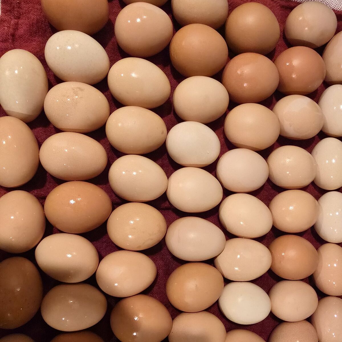 Fresh Dozen of Pasture Raised Eggs