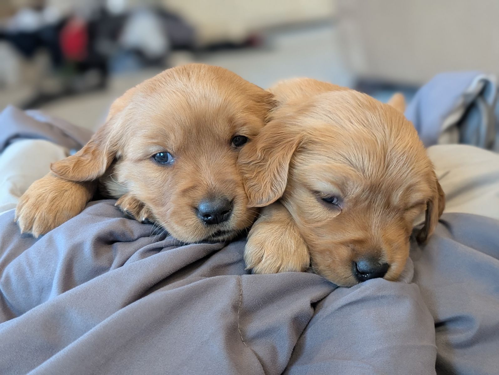 Easter puppies! AKC Dark Red Golden Retriever puppies