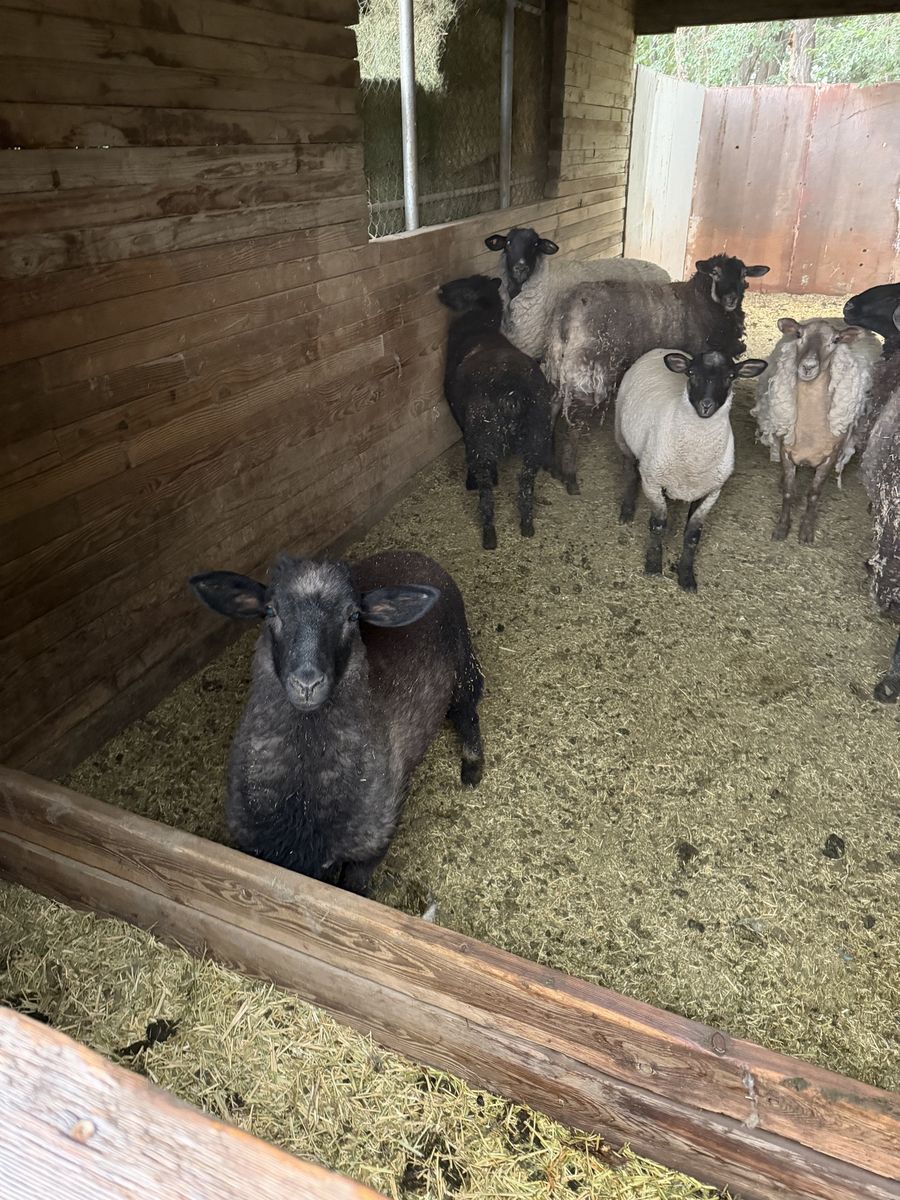 Suffolk / Barbados Black Hair Sheep