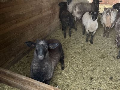 Suffolk / Barbados Black Hair Sheep