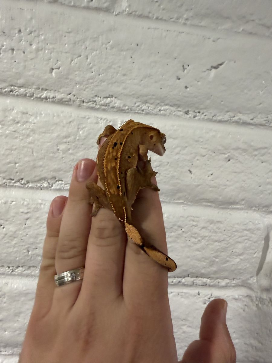 Crested Gecko - Dalmatian / Flame Morph with enclosure