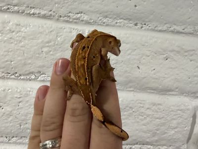 Crested Gecko - Dalmatian / Flame Morph with enclosure