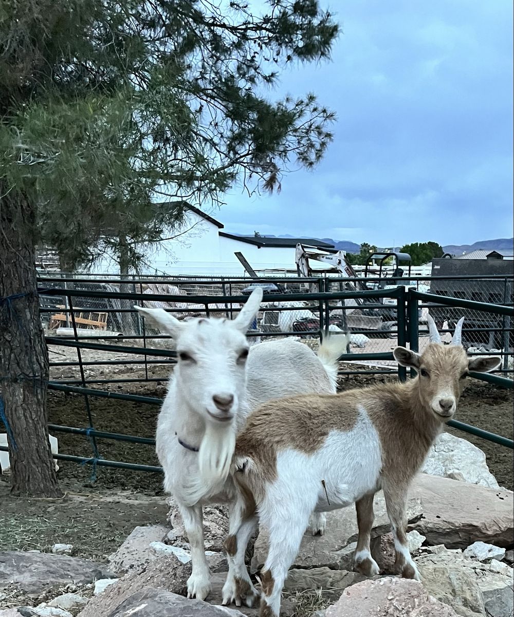 2 females $100 individually  or both for $175