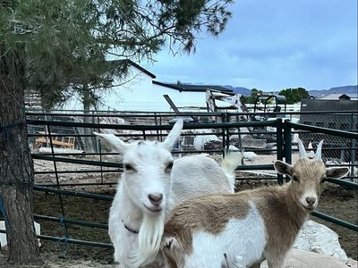 2 females $100 individually or both for $175