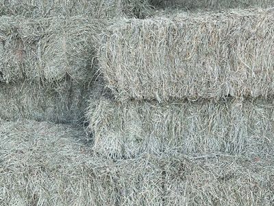 Small bales Grass/Alfalfa mix
